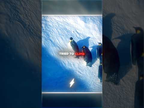 They Couldn't Watch Them Freeze...😢❄️