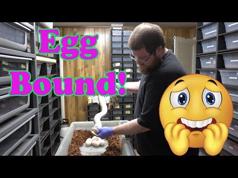 Enchi Butter Ball Python Egg Bound - Palpate a Snake!  Can We Save Her?