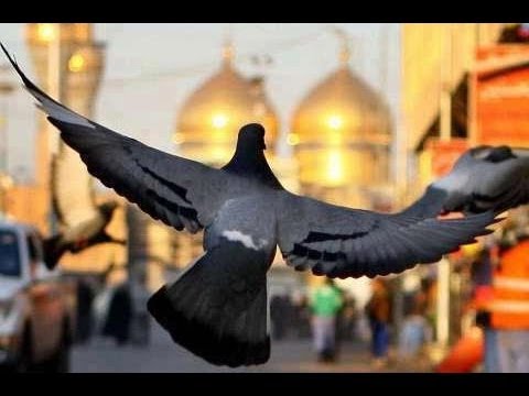 ⁣حديث زكيّ عن إمامنا الجواد التقي (ع) :~: الشيخ عبدالله دشتي