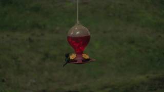 Hummingbirds - Territorial Hummingbirds divebombing