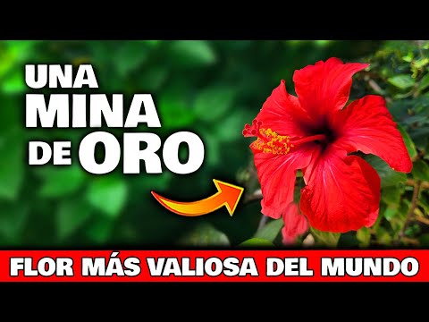 ESTO es una MINA DE ORO NATURAL!! La PLANTA de HIBISCO o FLOR DE CHINA | Usos Curativos y Cuidados