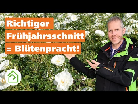 Rosen schneiden im Frühjahr: Rückschnitt von Bodendeckerrosen, Beetrosen, Edelrosen und Zwergrosen.