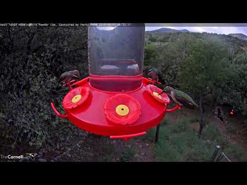 Female Rivoli's Hummingbird Visits New West Texas Hummingbird Cam | Perky-Pet | Cornell Lab