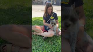 Video preview image #1 Mutt Puppy For Sale in The Woodlands, TX, USA
