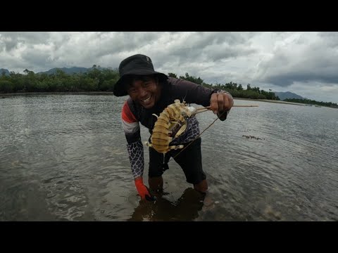 Paano manghuli ng nag Lalakihang at Napakatatabang Sea Mantis o Pitik | Palawan Philippines 🇵🇭