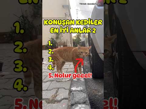 Sahibine Cevap Yetiştiren Konuşan Kedi
