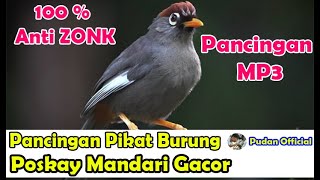 Download lagu SUARA PANCINGAN PIKAT POSKAY MANDARI GACOR - PIKAT BURUNG EKO-EKO mp3 Download lagu SUARA PANCINGAN PIKAT POSKAY MANDARI GACOR - PIKAT BURUNG EKO-EKO mp3