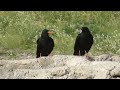 Red-billed Chough, Pyrrhocorax pyrrhocorax docilis, Bahramgor National Park, Iran, 18 Apr 2019