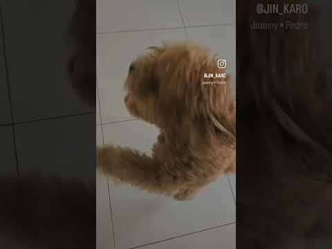 ഇവന്റെ പേരാണ് ഇഗോ. ഇവന് ഡാൻസ് കളിയ്ക്കാൻ മുട്ടിയാൽ പിന്നെ ഒരു രക്ഷയും ഇല്ല