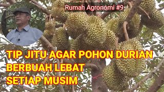 Download lagu Cara Agar Pohon Durian Berbuah Lebat Setiap Musim mp3