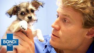 5 Tiny But Adorable Patients | Bondi Vet