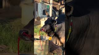 คาบหญ้ายังไง ไห้ดูเท่ห์ 🤣🐂 ยืนรอเปิดเขากันครับ