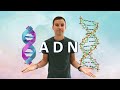 🧬 La structure ADN