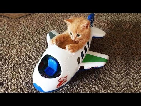 Essayer de ne pas rire meilleurs chiens et chats drôles partie 17