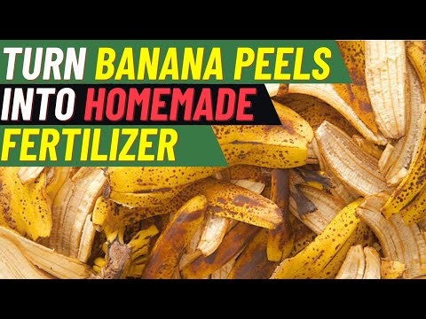 Easy Step by Step Guide on How to Make Banana Peel Fertilizer.