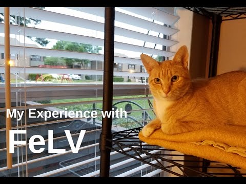 FeLV: My experience with Feline Leukemia (UPDATE)