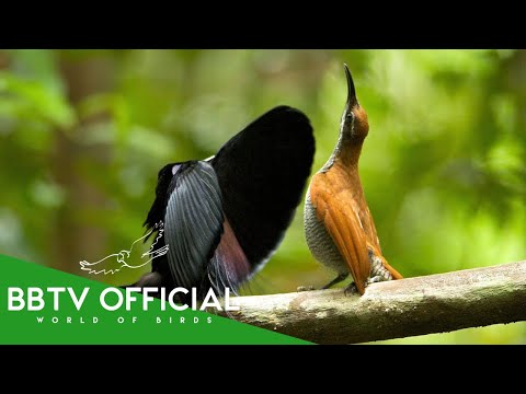 20 Bird Mating Displays That Decide Survival | Wildlife Documentary | BBTV Official