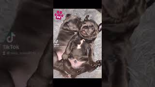 Video preview image #7 American Bully Puppy For Sale in OVERLAND, KS, USA
