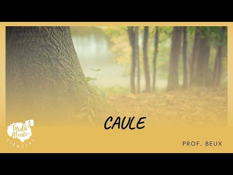 STEM - Elementary School