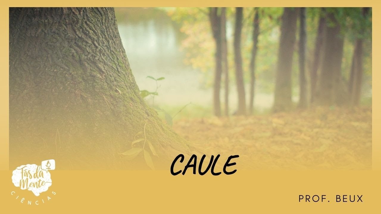 CAULE - Ensino Fundamental