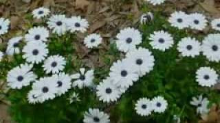 Elvis Presley - Stand By Me (legendado Pb)