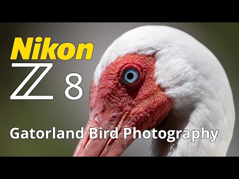 Nikon Z8 Gatorland Bird Photography with Phil Vignola Z 100-400 S Zoom Lens!