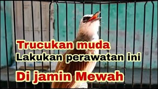 Download lagu How to care for young Trucukan, it can become a quality Trucukan mp3 Download lagu How to care for young Trucukan, it can become a quality Trucukan mp3