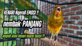 Download lagu Masteran Kenari Cuit CUIT GACOR PANJANG !! Masteran Kenari PAUD dan Pancingan Kenari MACET BUNYI mp3