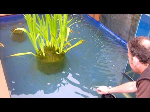 Upside Down Fish Tank on Pond