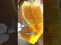 Why We Need To Save The Bees