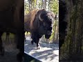 Biggest Bison 🦬 in the world 😱😱