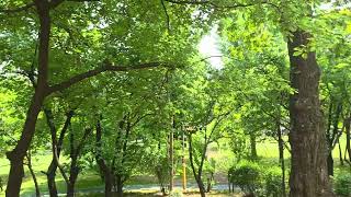 ✨️Listening for the weather~🌿(Bic Runga 곡)
