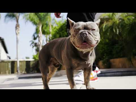 Neezy - No Clout (Official Music Video)