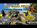 Mp3 Suara Pikat Semua Burung Kecil Ampuh