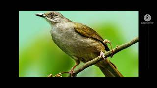 Download lagu Suara pikat trucukan kejepit super ampuh 15 detik di jamin datang mp3 Download lagu Suara pikat trucukan kejepit super ampuh 15 detik di jamin datang mp3