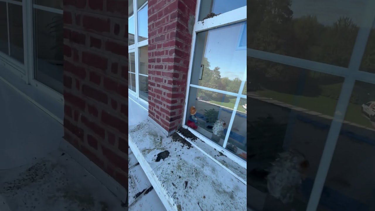 Vidéo externe