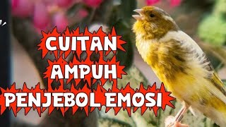 Download lagu SUARA PANCINGAN KENARI PAUD GACOR CUIT CUIT BIKIN EMOSI JEBOL DIJAMIN LANGSUNG NYAUT GACOR mp3