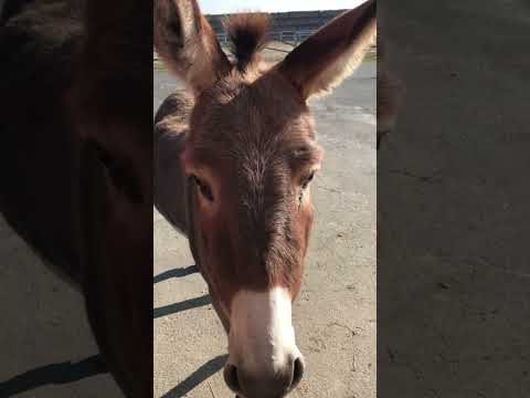 Doorway Delights: The Curious Donkey's Quest for Treats!