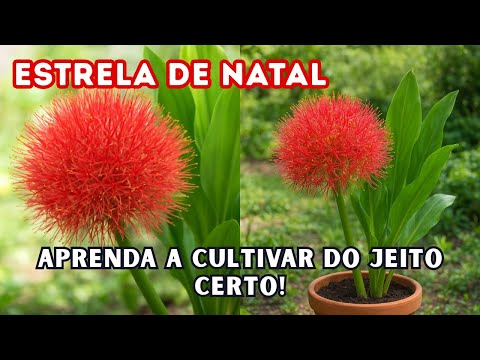 HOW TO CARE FOR THE CHRISTMAS STAR FLOWER!! EVERYTHING YOU NEED TO KNOW!