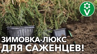 В прикопе и не только! Как сохранить саженцы до весны с комфортом!