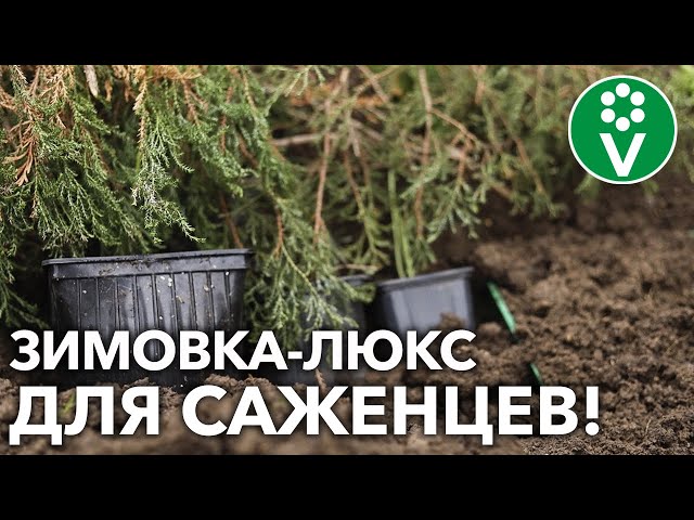 В ПРИКОПЕ И НЕ ТОЛЬКО! Как сохранить САЖЕНЦЫ ДО ВЕСНЫ с комфортом