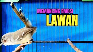 Download lagu CIBLEK SEMI GACOR AMPUH UNTUK PANCINGAN CIBLEK BAHAN DAN MASTERAN CIBLEK MACET SEKETIKA NYAUT mp3