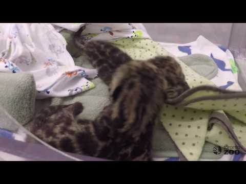Toronto Zoo Clouded Leopard Cubs Born May 13, 2017