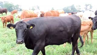 Half-day pasture included in the feed ration with conserved feeds