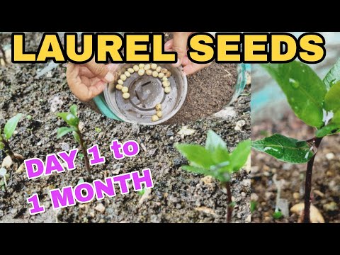 LAUREL SEEDS PLANTING/DAY 1- 1 MONTH