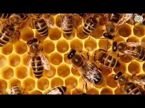 , title : 'حقائق مدهشه عن النحل الكائنات الاكثر تنظيما في الارض'