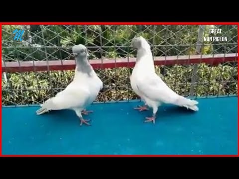 Silver Nun Dutch Shell rare fancy pigeon