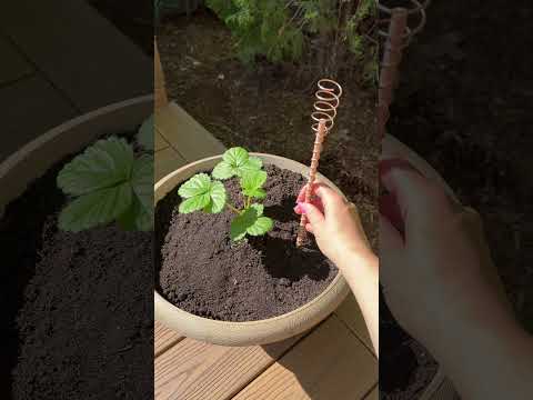 Electroculture gardening experiment part 1⚡️🍓 #garden #cozy #diy