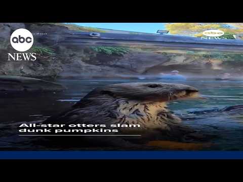 All-star otters slam dunk pumpkins