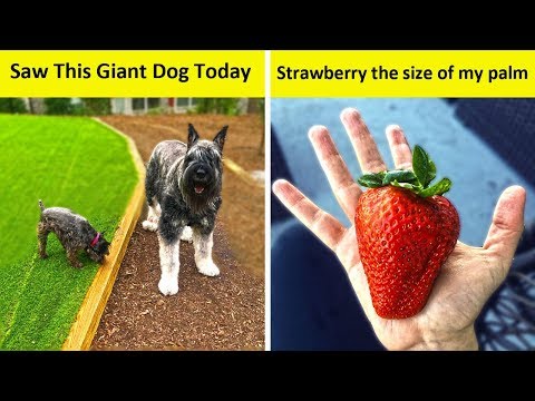 People Who Found The Most Giant Things! Video